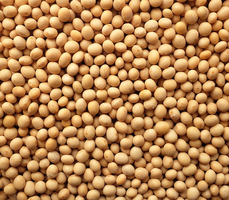 Clear hilum soybean 800x700 1